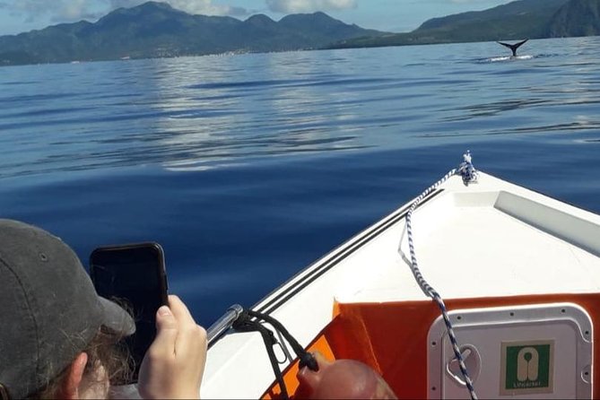 PH Whale Watch & Dolphin Cruise in Dominica - Searching for sperm whales in Dominica’s waters