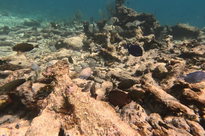 Prickly Pear Catamaran Trip from St Maarten Including Lunch - Mead’s Bay gives the return trip another swim