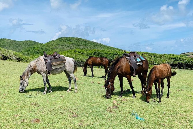 Private Beach Horseback Ride with Sandy Hoofs St. Lucia - Horses, safety, and riding ability