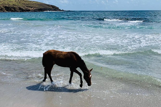 Private Beach Horseback Ride with Sandy Hoofs St. Lucia - Getting there and planning your day