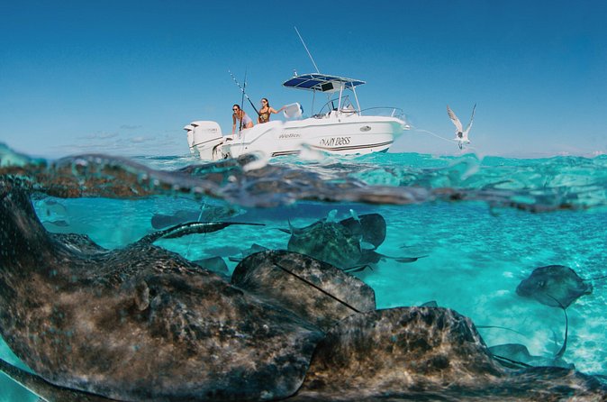 Private Boat Charter Snorkeling Stingray City or Bio Bay - What comes on the boat