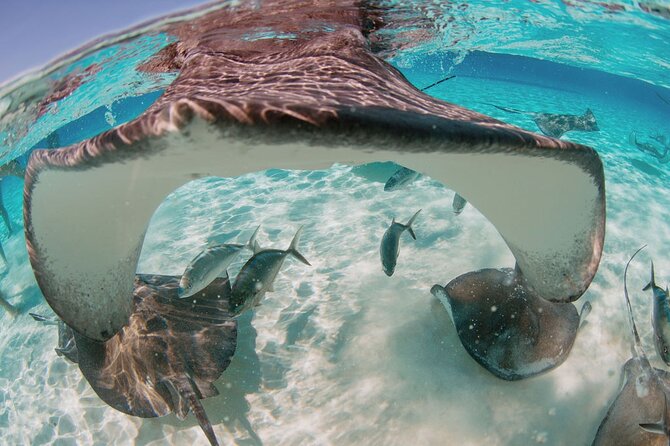 Private Boat Charter Snorkeling Stingray City or Bio Bay - Stingray City, the main event