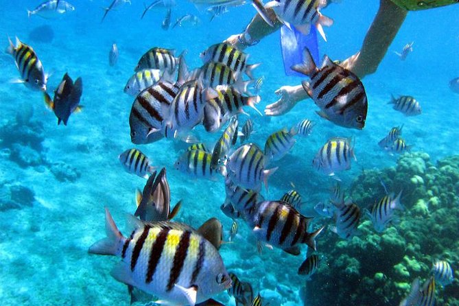 Private Catamaran Booze Cruise & Snorkeling - Pickup in Punta Cana and a few practical details