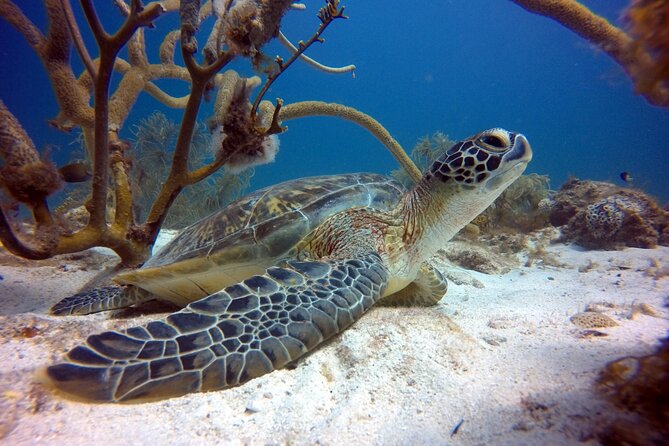 Private First-Time Dive on Aruba’s Reef and Wreck Site - Why the private format works so well for first-timers