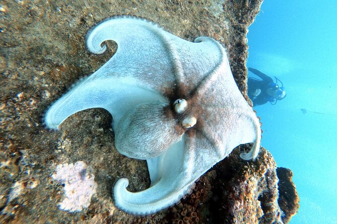 Private First-Time Dive on Aruba’s Reef and Wreck Site - Shallow-water practice before the main underwater visit
