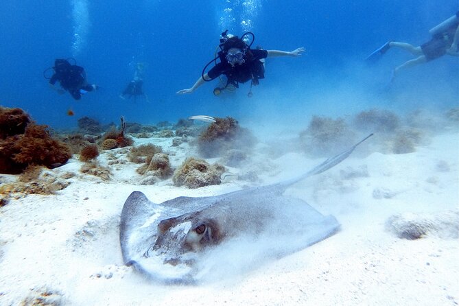 Private First-Time Dive on Aruba’s Reef and Wreck Site - The reef and shipwreck route, up to 40 feet