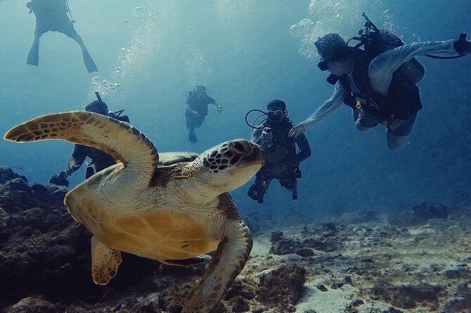 Private First-Time Dive on Aruba’s Reef and Wreck Site - What makes the instructors effective