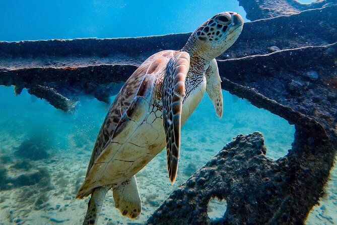 Private First-Time Dive on Aruba’s Reef and Wreck Site - Is $120 a fair price?