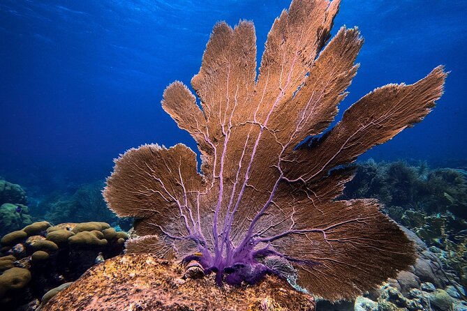 Private First-Time Dive on Aruba’s Reef and Wreck Site - Who will enjoy this Aruba scuba session most?