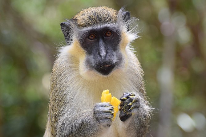Private Full-Day Barbados Excursion - Key points to know before booking