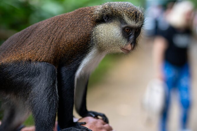 Private Full-day Tour in Grenada with Pickup - St. George’s market starts the day with spice