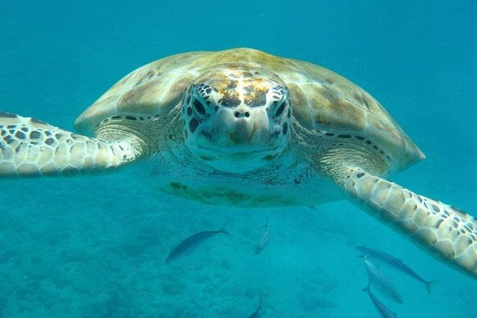 Private Half-Day Barbados Excursion - Is $225 a good value?