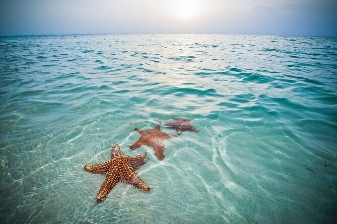 Private Half-Day Charter to Stingray City, Starfish Point and Snorkeling Tour - Why a private charter changes the day