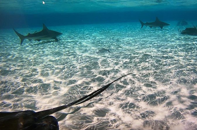 Private Half-Day Charter to Stingray City, Starfish Point and Snorkeling Tour - The boat, shade, and crew style