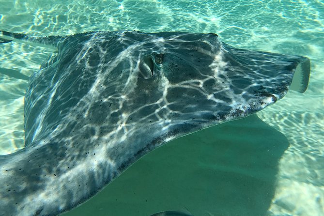 Private Half Day Stingray City, Snorkeling and Starfish Beach Tour - Is $600 a good value?