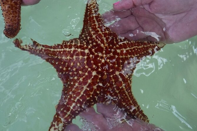 Private Half Day Stingray City, Snorkeling and Starfish Beach Tour - Meeting your captain at Cayman Islands Yacht Club