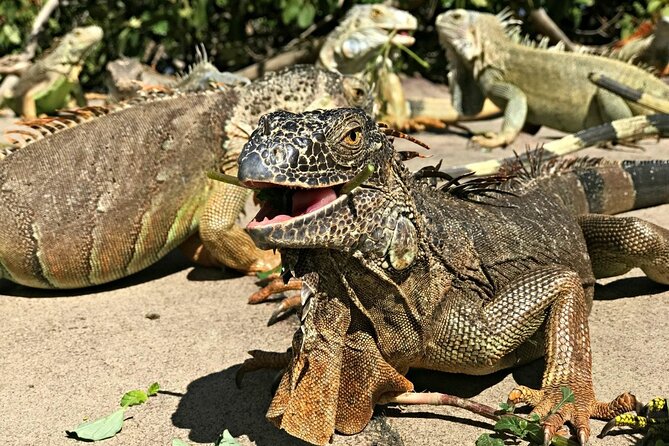 Private Island Tour - Sint Maarten - Who will enjoy this most?