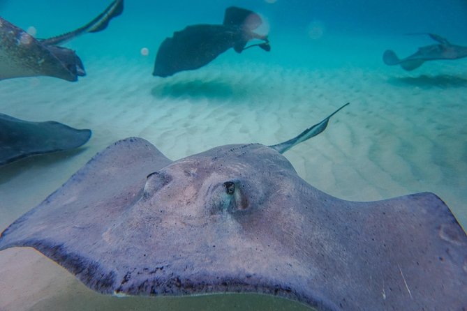 Private, luxury, custom charters to Stingray City, Snorkeling & More - The crew makes the difference