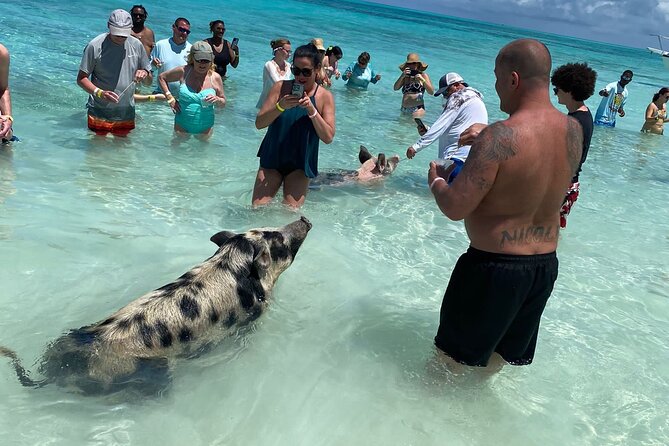 Private Rose Island, Swimming Pigs, Snorkeling and Turtles - From Nassau to Rose Island by private boat