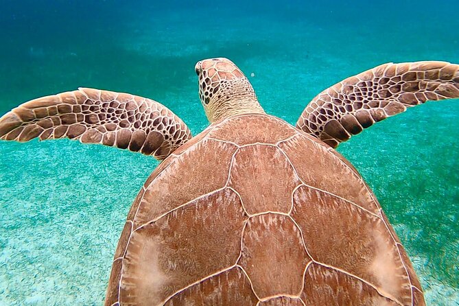 Private Rose Island, Swimming Pigs, Snorkeling and Turtles - The optional swimming pig stop needs clear expectations