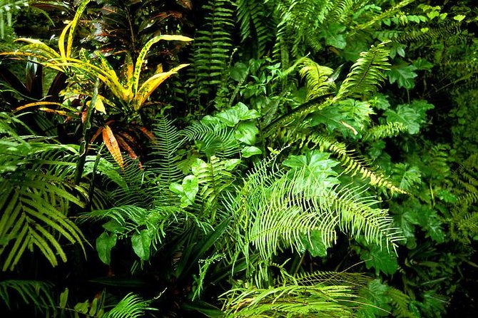 Private Sightseeing Tour in & Around Ocho Rios - The botanical area and Jamaican plant life