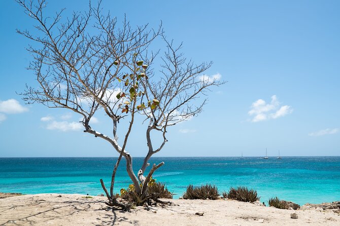 Private snorkel with 2 stops in Aruba - Eco-friendly! - Stop two: coral, fish, and the quieter reef
