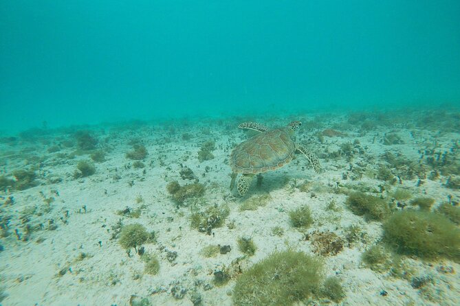 Private snorkel with 2 stops in Aruba - Eco-friendly! - What is included, and why it matters