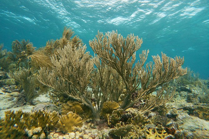 Private snorkel with 2 stops in Aruba - Eco-friendly! - Timing, pickup, and practical planning