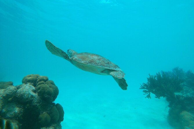 Private snorkel with 2 stops in Aruba - Eco-friendly! - The conservation angle is practical, not decorative