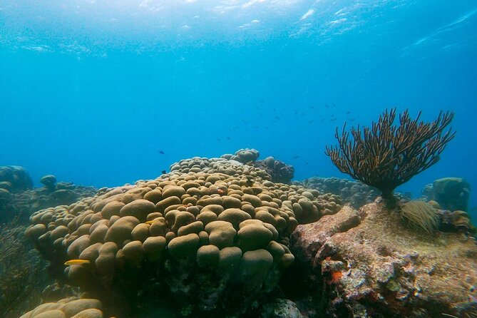 Private snorkel with 2 stops in Aruba - Eco-friendly! - Stop one: looking for sea turtles at Tres Trapi