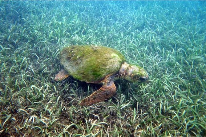 Private Snorkeling and Sightseeing Tour of Antigua - Galleon Beach is the heart of the experience