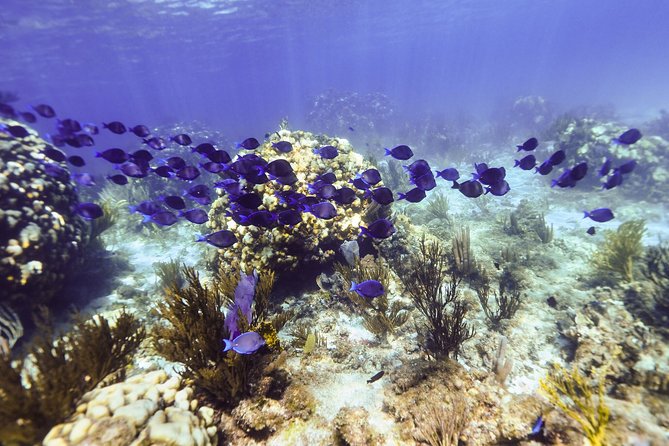 Private Stingray City and Snorkeling Half Day Charter for 6 Guest - Who will enjoy this private boat best?