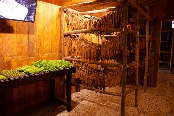 Private Tour of Puerto Plata by Classic Car - The Dominican Amber Museum in 30 minutes