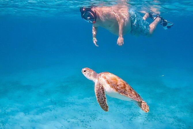 Private Turtle Spotting Snorkeling Excursion in Aruba - Tres Trapi gives you a quick route to green sea turtles