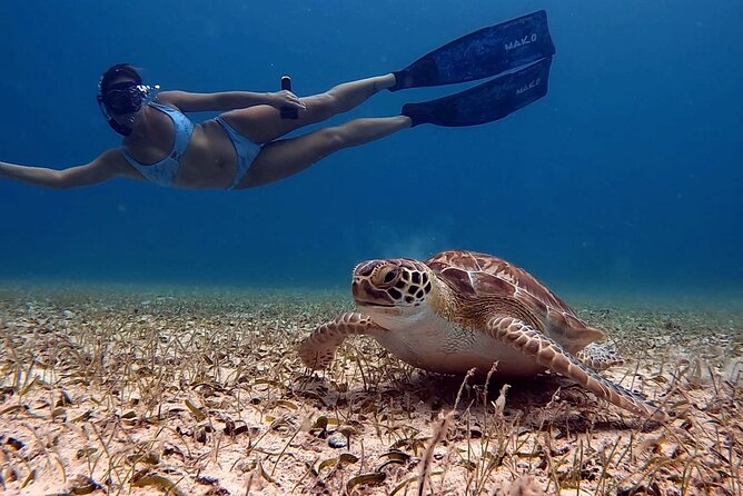 Private Turtle Spotting Snorkeling Excursion in Aruba - How the 90-minute snorkeling session unfolds
