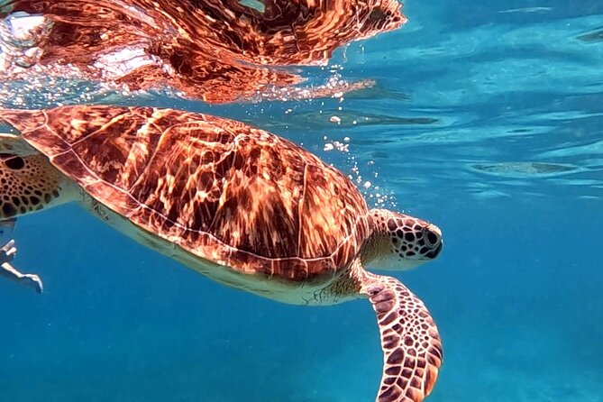 Private Turtle Spotting Snorkeling Excursion in Aruba - Your video is a useful bonus, with one small caveat