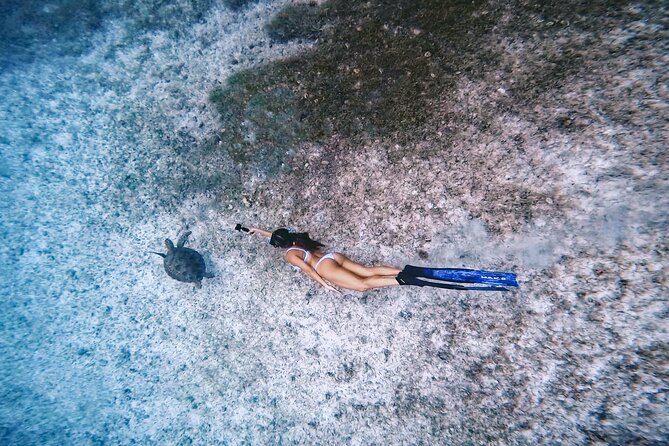 Private Turtle Spotting Snorkeling Excursion in Aruba - What makes the turtle encounters special