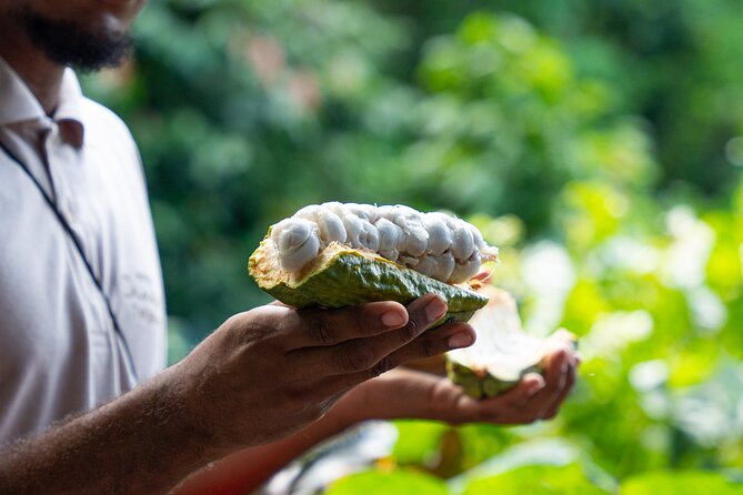 Project Chocolat Tree to Bar Tour at Hotel Chocolat Saint Lucia - A chocolate tour that starts with the tree