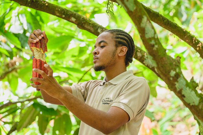 Project Chocolat Tree to Bar Tour at Hotel Chocolat Saint Lucia - Walking through the Rabot Estate cacao groves