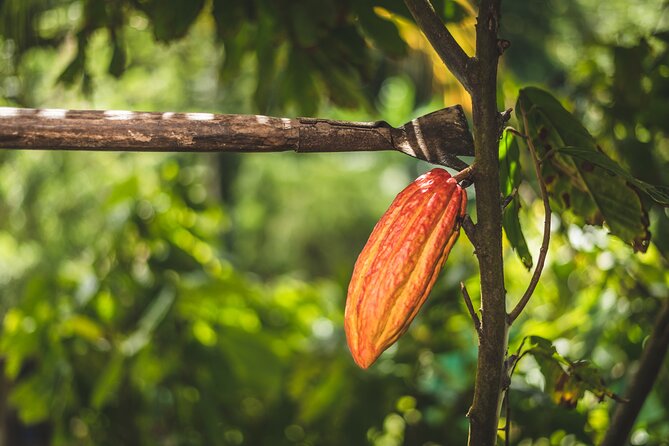 Project Chocolat Tree to Bar Tour at Hotel Chocolat Saint Lucia - Is $124 a fair price?