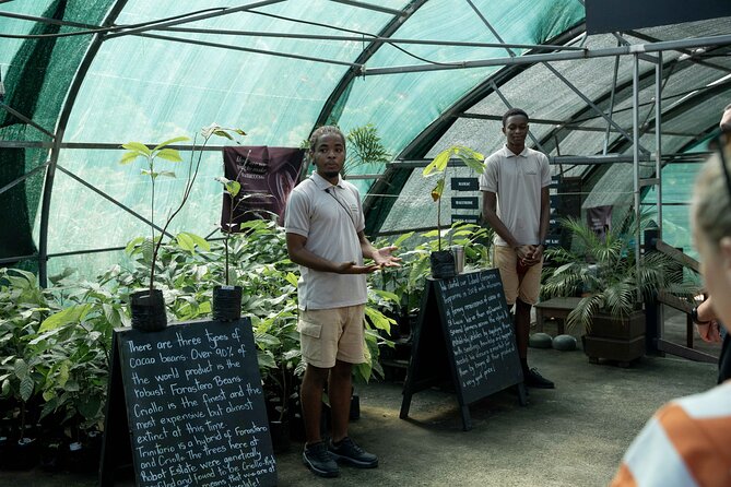 Project Chocolat Tree to Bar Tour at Hotel Chocolat Saint Lucia - Practical details before you reserve