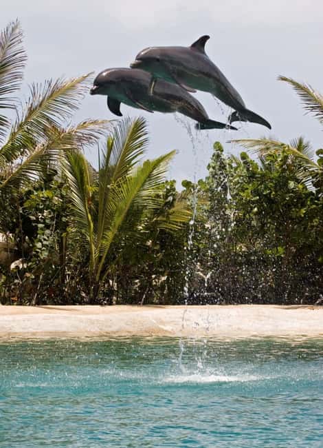 Puerto Plata: Dolphin Encounter at Ocean World - Practical details that make the day easier