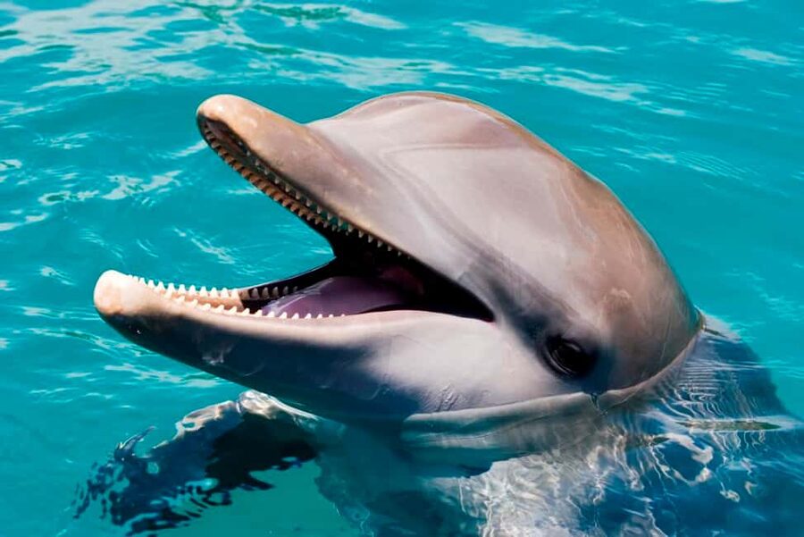 Puerto Plata: Ocean World Adventure Park Day Pass - Starting With the Tropical Reef Aquarium
