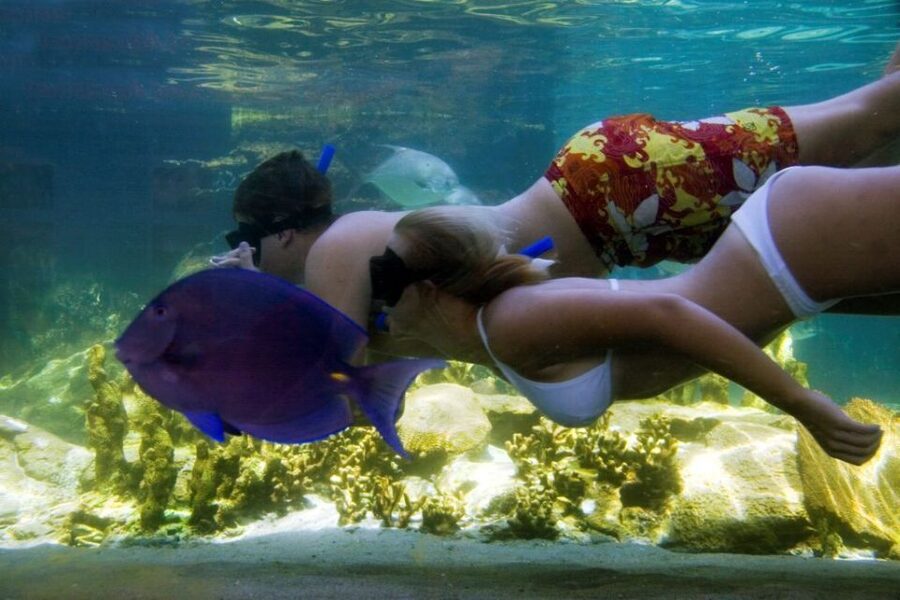 Puerto Plata: Ocean World Adventure Park Day Pass - Pirate’s Pool and Dolphin Beach