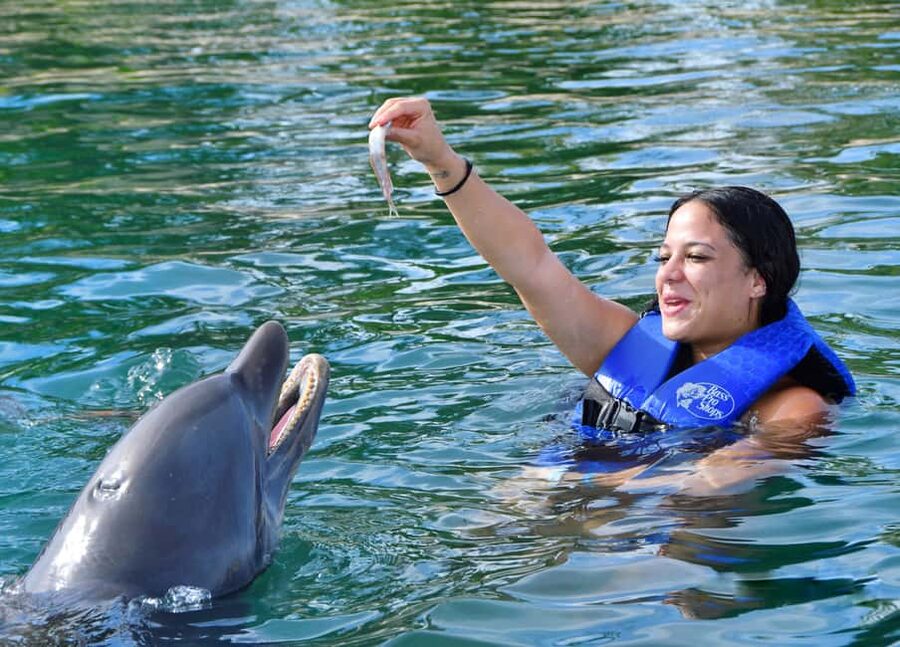 Puerto Plata Ocean World Dolphin Swim - The Dolphin Swim Is the Reason to Go