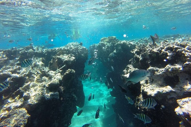 Puerto Plata Shore Excursion, Snorkeling tour & Sosua Beach Day - Who will enjoy this most