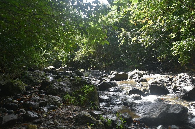 Puerto Rico Waterfall Hiking Tour: Discover Hidden Gems 2.0 - The guides make a real difference
