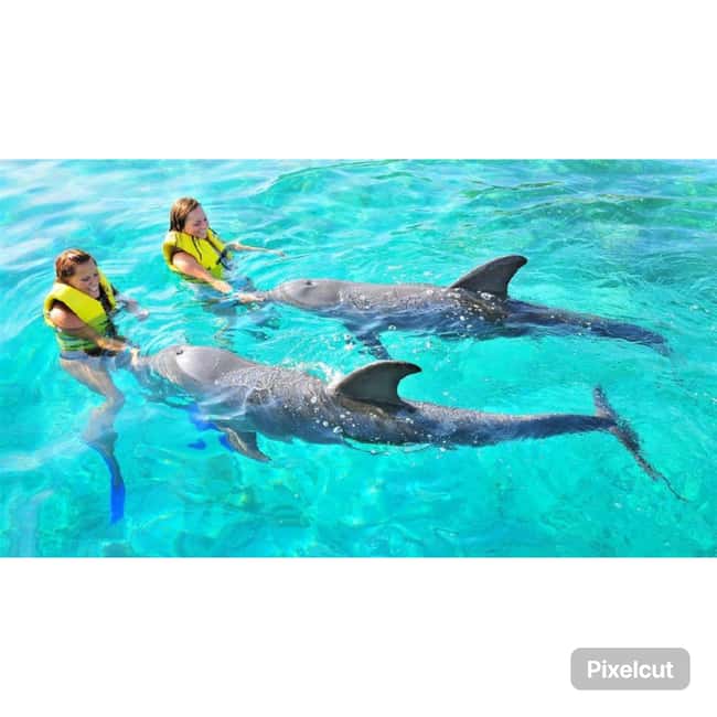 Punta Cana: Dolphin Explorer Park Entry, Swim, or Encounter - The question of dolphins in captivity