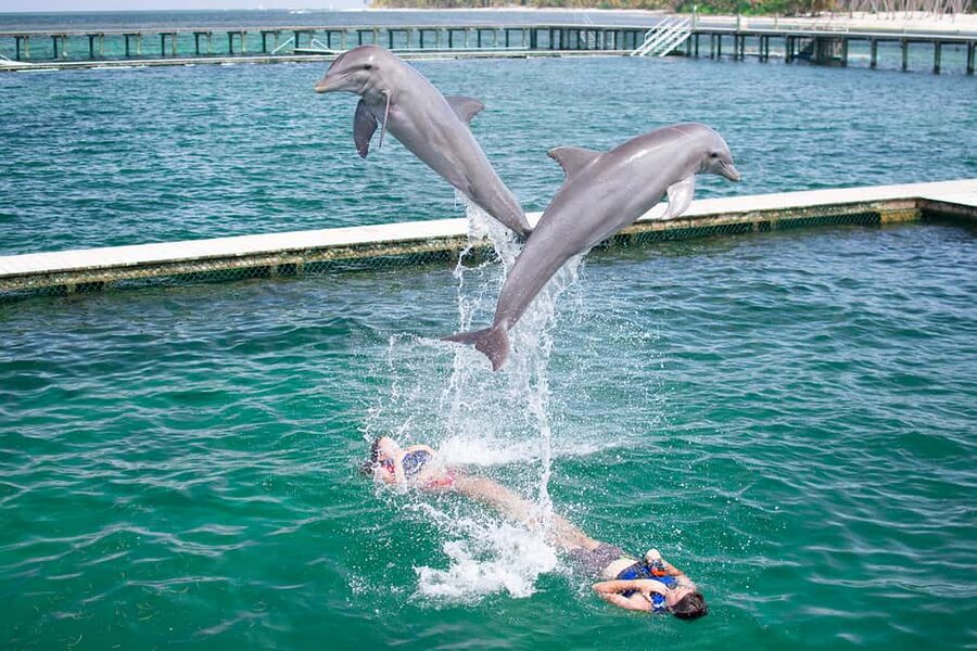 Punta Cana: Dolphin Explorer Swims and Interactions - The dolphin programs: choose your level of contact