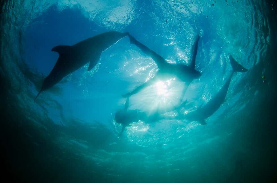 Punta Cana: Dolphin Explorer Swims and Interactions - The photo policy can change the final cost